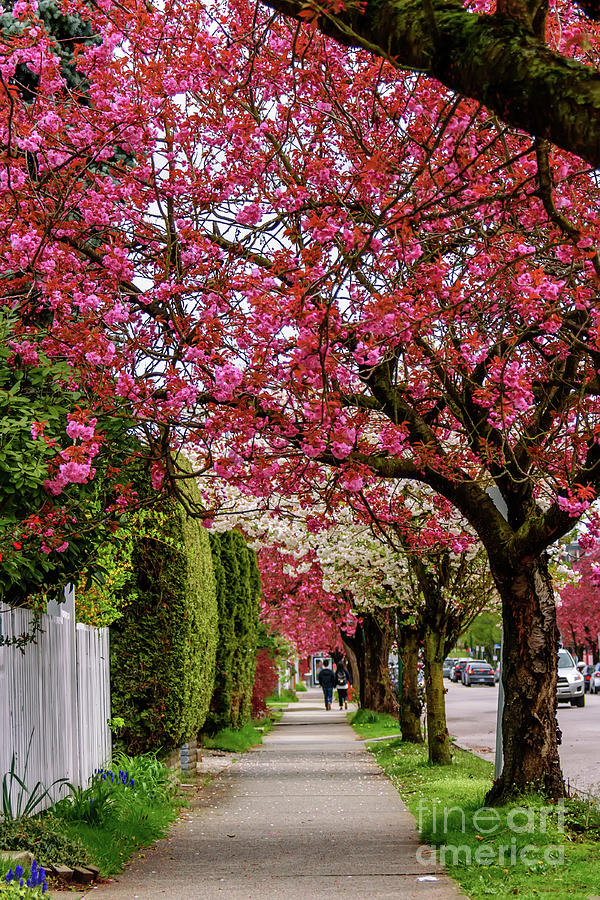 Spring Photograph - Walking under the cherry blossom trees by Viktor Birkus