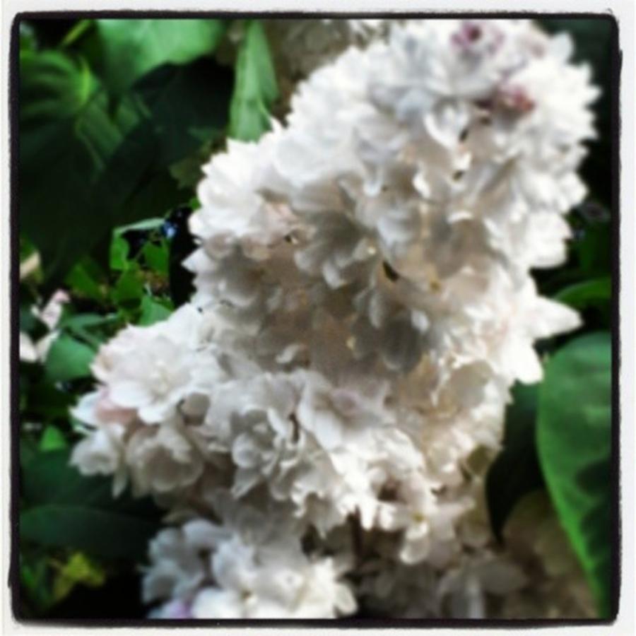 Garden Photograph - Lilac Love by Krista Corner