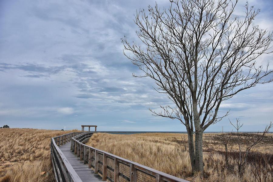 Walkway at Plum Island Photograph by Tricia Marchlik