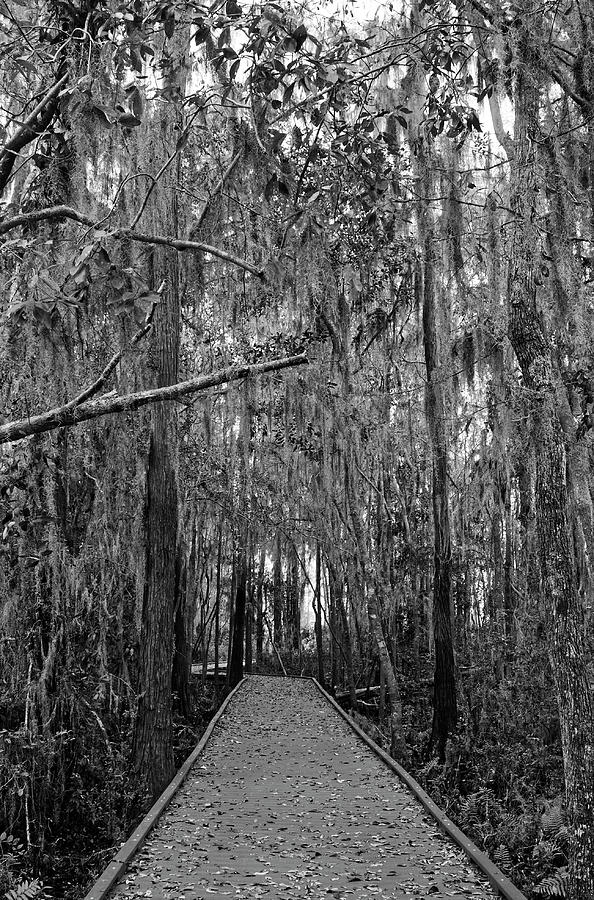 Walkway in Black and White Photograph by Sally Weigand