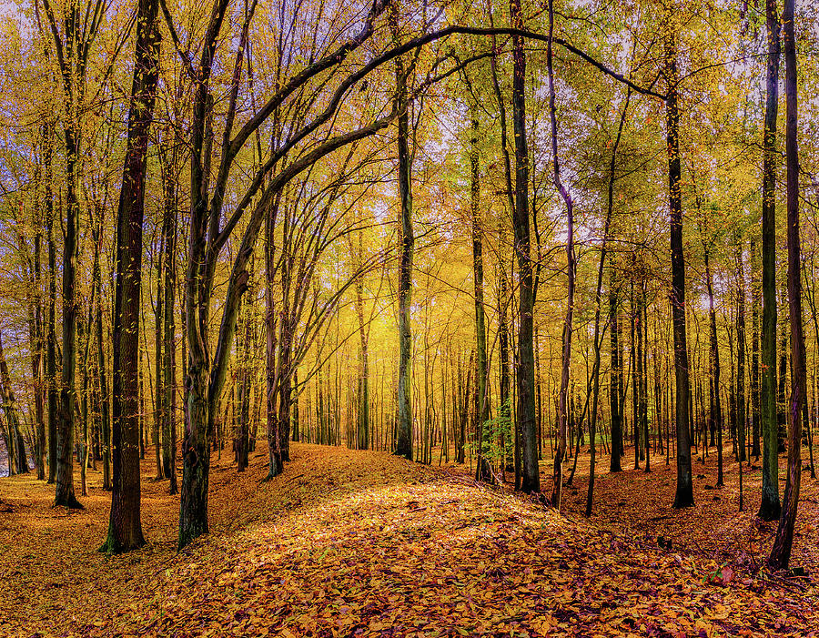 Walkway in the autumn woods Photograph by Dmytro Korol