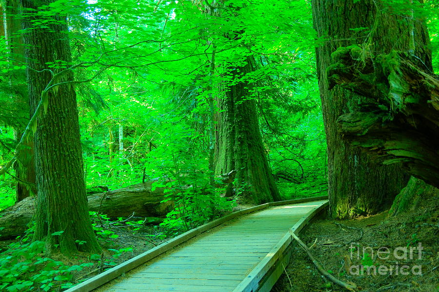 Walkway through old growth Photograph by Jeff Swan