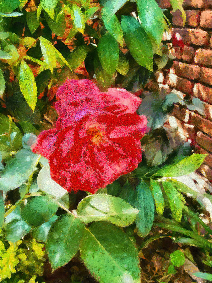 Wall and red rose Photograph by Ashish Agarwal