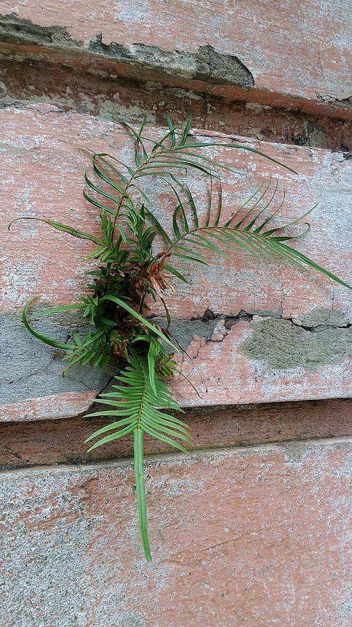 Wall Fern Photograph by Leigh Meredith