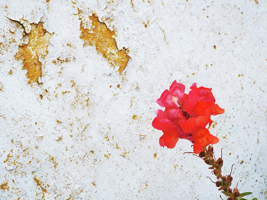 Wall Flower Photograph by Julie Rauscher