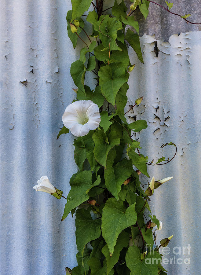 Wall Flower Photograph by Patti Schulze