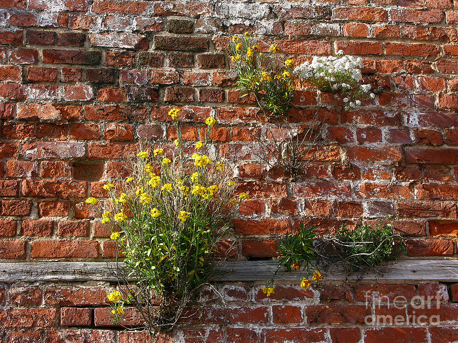 English Wall Flowers Photograph by Ann Horn