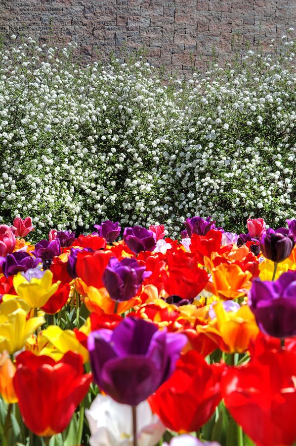 Wall Flowers Photograph by FineArtRoyal Joshua Mimbs