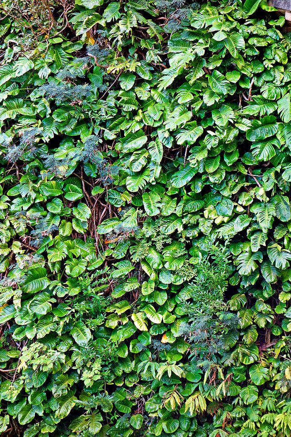 Wall of Green Photograph by Robert Meyers-Lussier