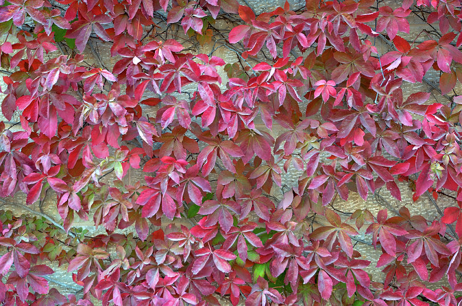 Wall of Leaves 1 Photograph by Dubi Roman