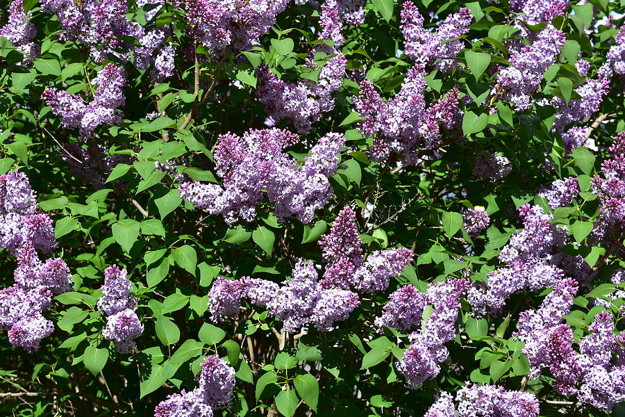 Wall of Lilacs 1 Photograph by Nina Kindred