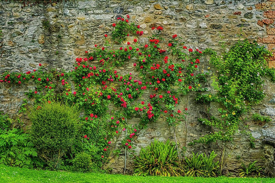 Wall of Roses Spiez Switzerland_DSC8433_16 Photograph by Greg Kluempers