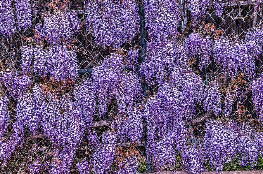 Flower Photograph - Wall of Wisteria by Connie Cooper-Edwards