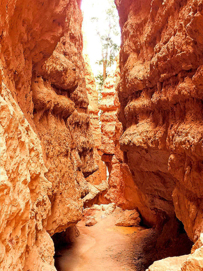 Wall Street in Bryce Canyon Photograph by Robert Meyers-Lussier