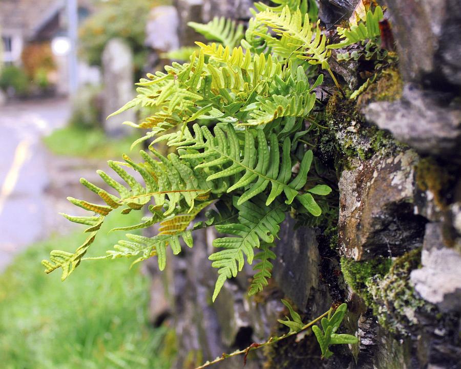 Wall With Fern Photograph