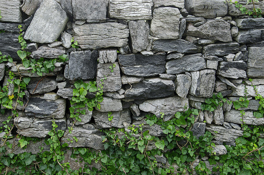 Wall with Vines Photograph by John Farley
