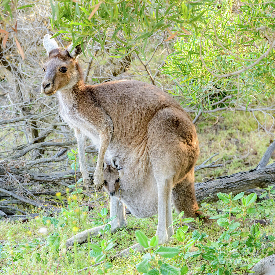 Western Grey Kangaroo 1 Photograph By Werner Padarin - Fine Art America