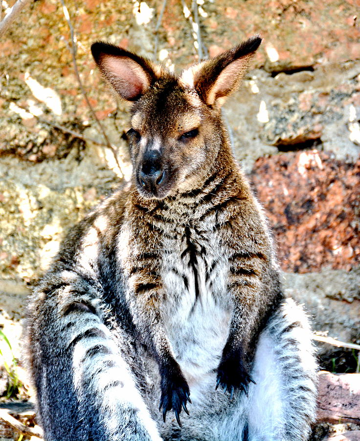 Wallaby Photograph by Amy McDaniel