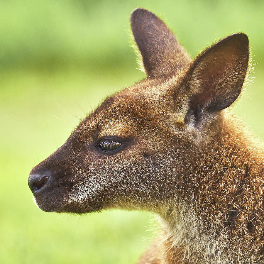 Kangaroo Photograph - Wallaby by Jim Hughes