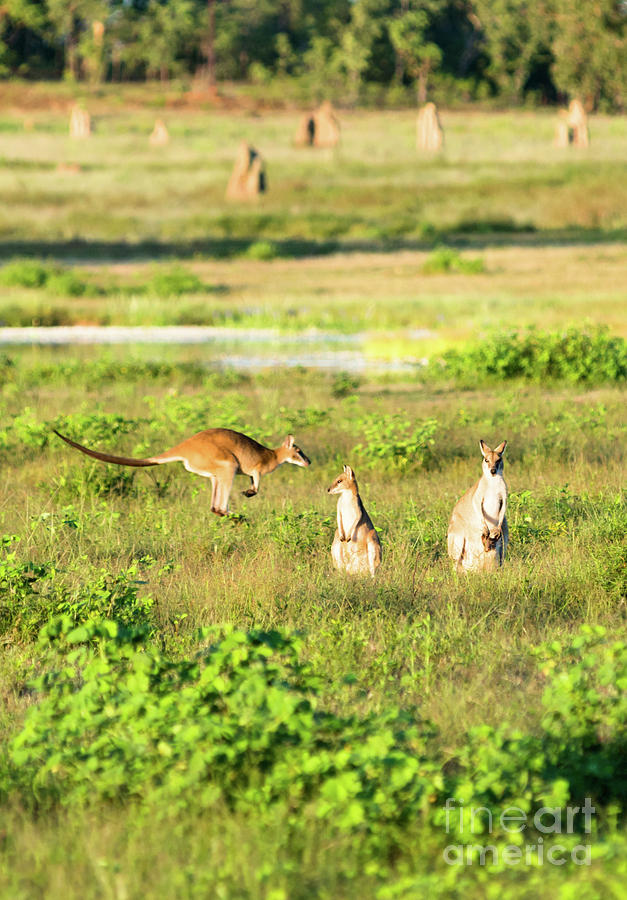Wallaby jump Photograph by Andrew Michael