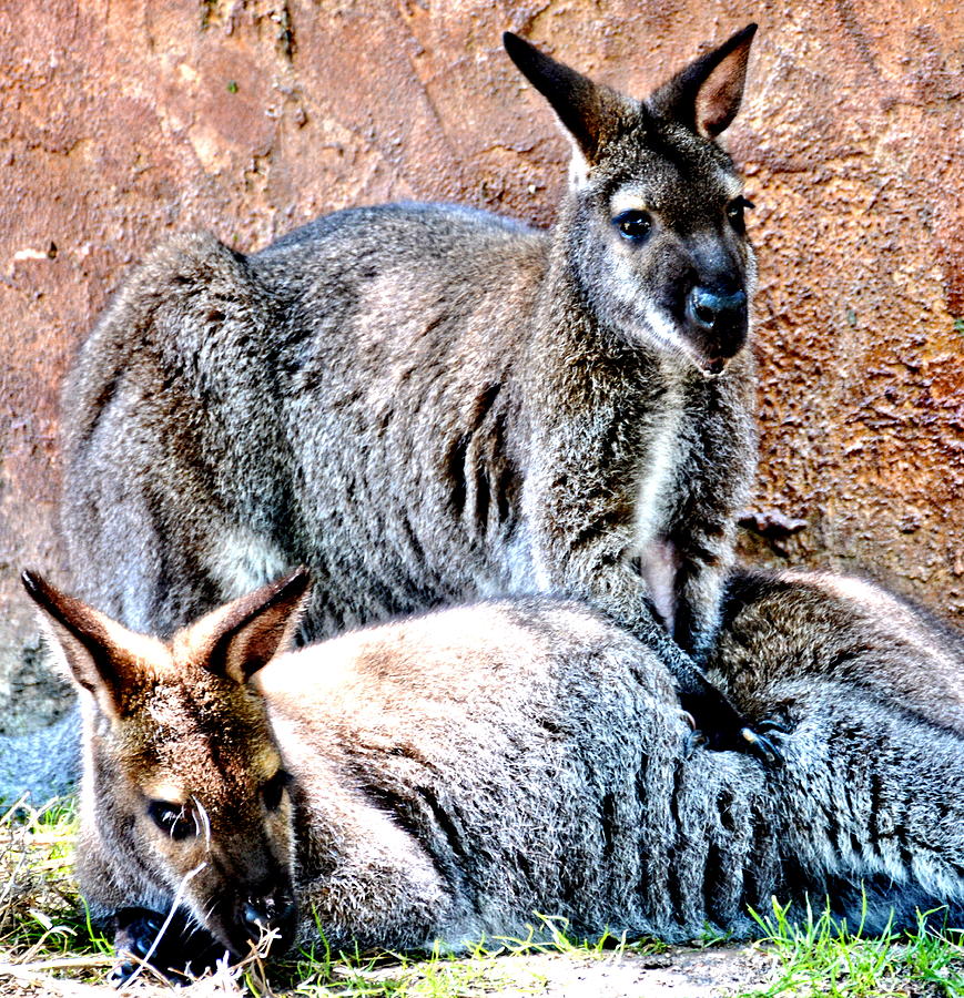 Wallaby Mates Photograph by Amy McDaniel