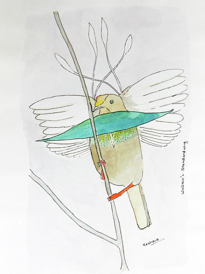 Wallaces Standardwing Bird of paradise Painting by Keshava Shukla