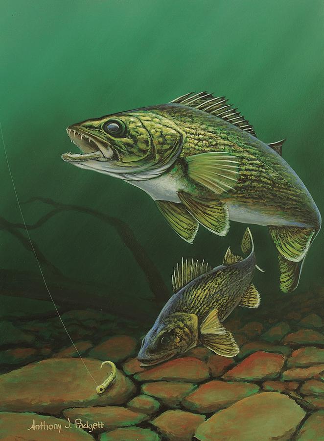 Walleye Painting by Anthony J Padgett