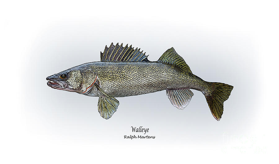 Fish Painting - Walleye by Ralph Martens