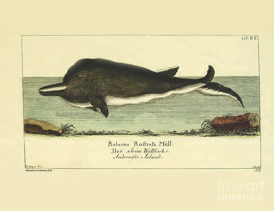 Wallfisc Whale By G.A. Lange 1780 Drawing by Art MacKay