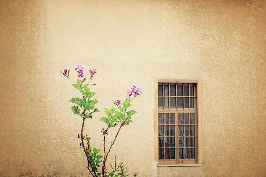 Wallflower Photograph by Catherine Reading