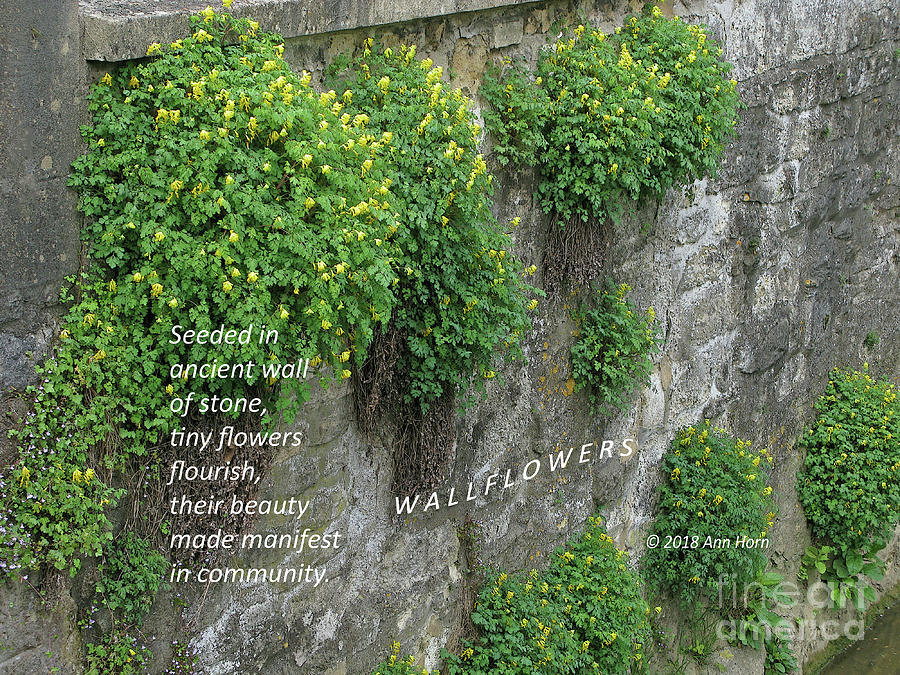 Wallflowers Photograph by Ann Horn