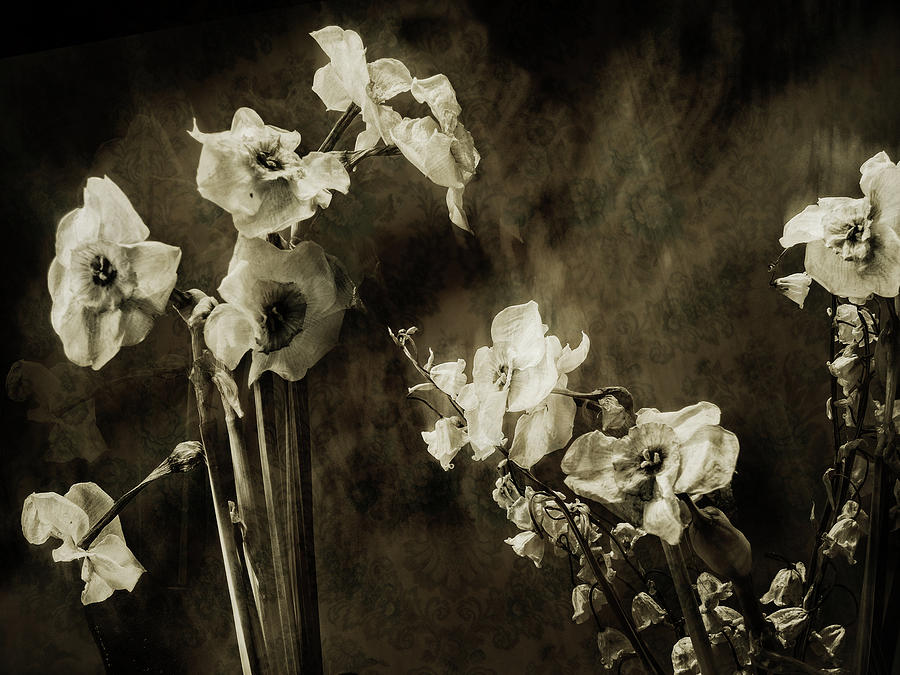 Wallflowers Photograph by John Anderson