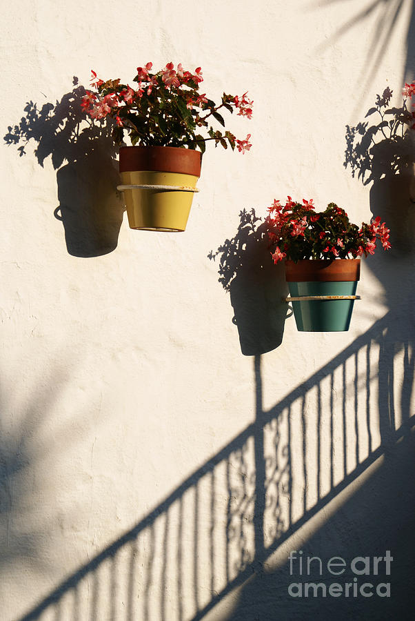 Wallflowers Photograph by Linda Shafer
