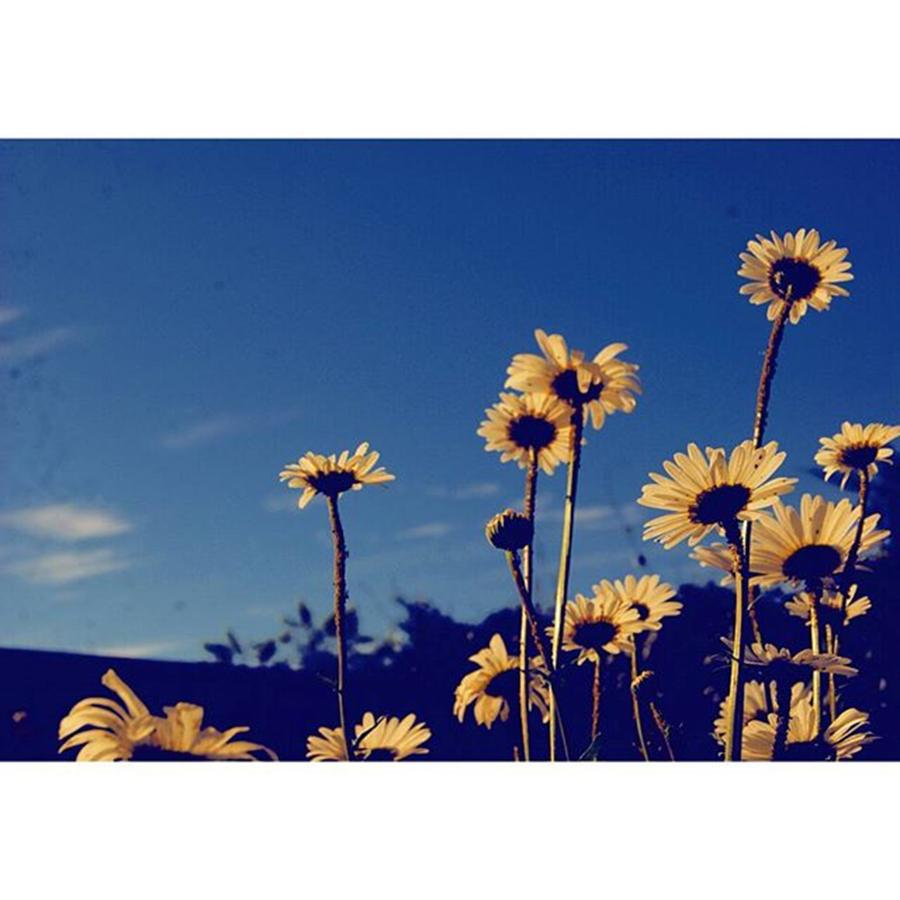 Flower Photograph - #wallpaper Material 😀 
#blu #sky & by Anji Fernando