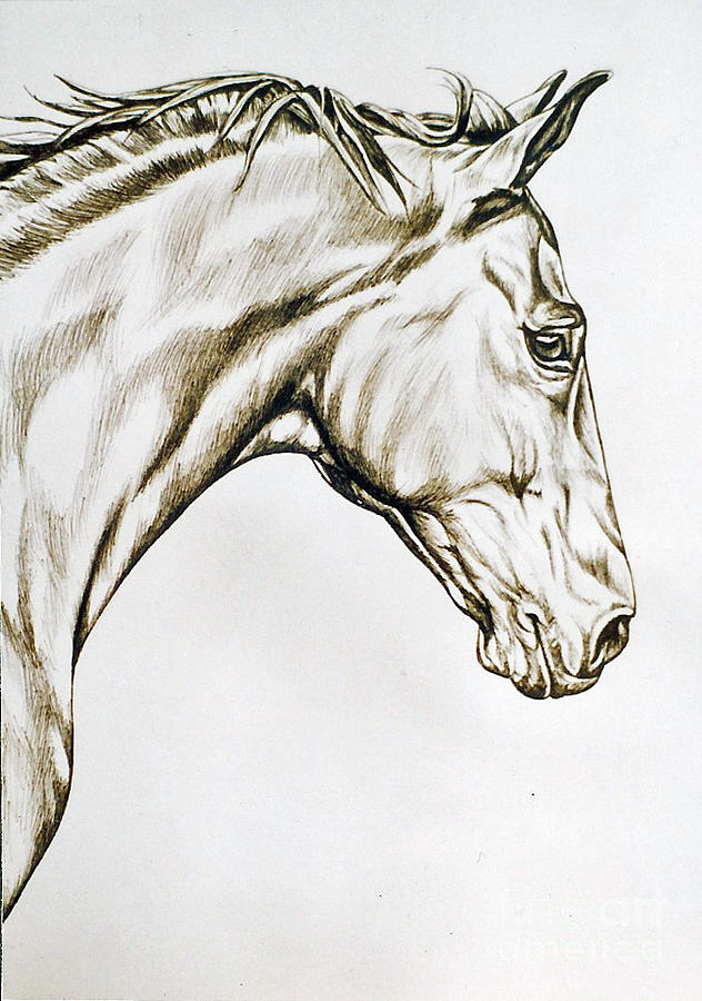Horse Drawing - Wally by Suzanne Leonard Horse Drawing - Wally by Suzanne Leonard