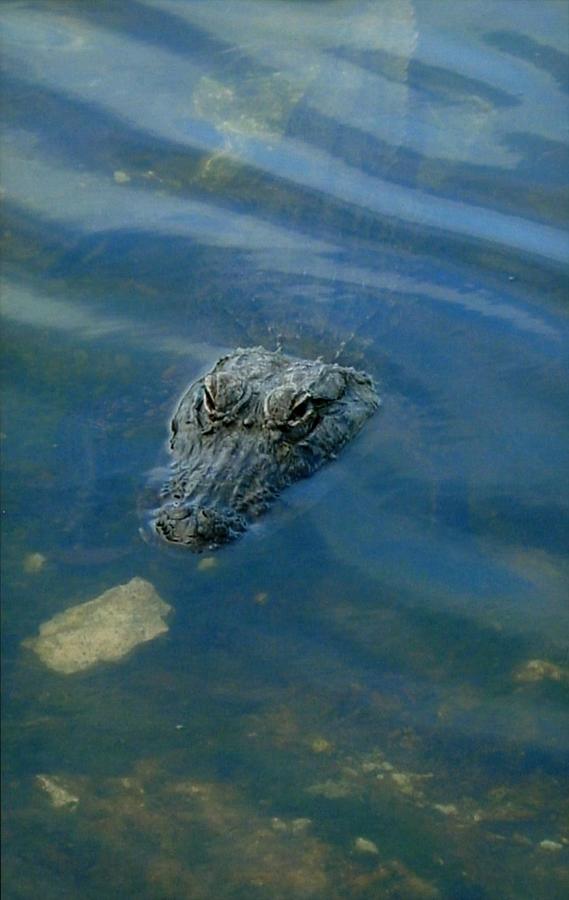 Wally the Gator Photograph by Robert Nickologianis