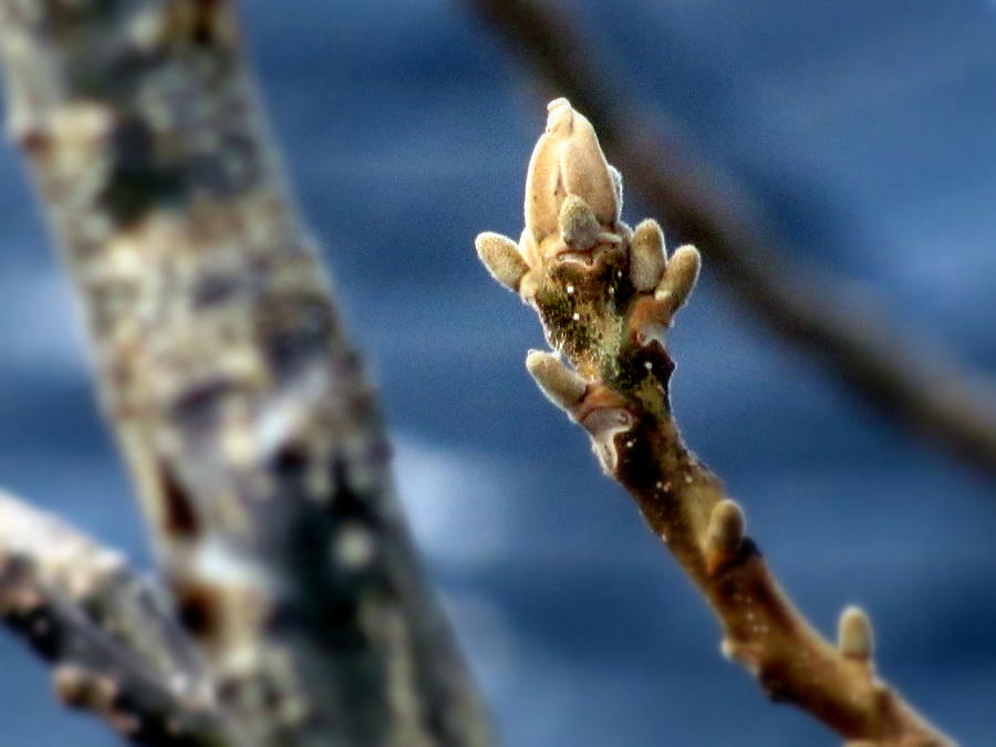 Spring Photograph - Walnut Bud in Spring by Lisa Jayne Konopka