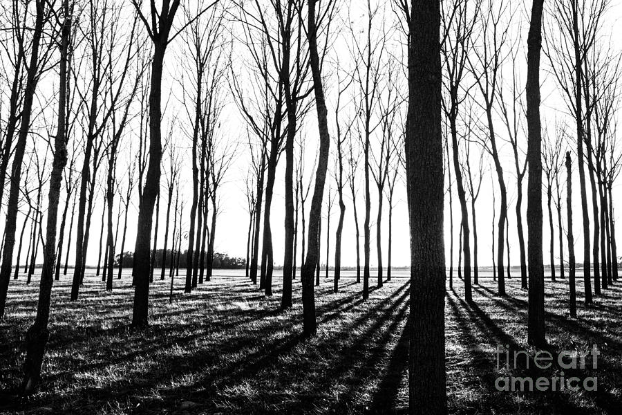 Walnut Grove BW Photograph by Michael Arend