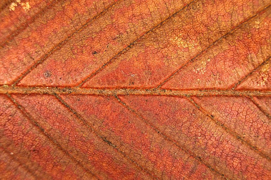 Walnut Leaf 2 Photograph