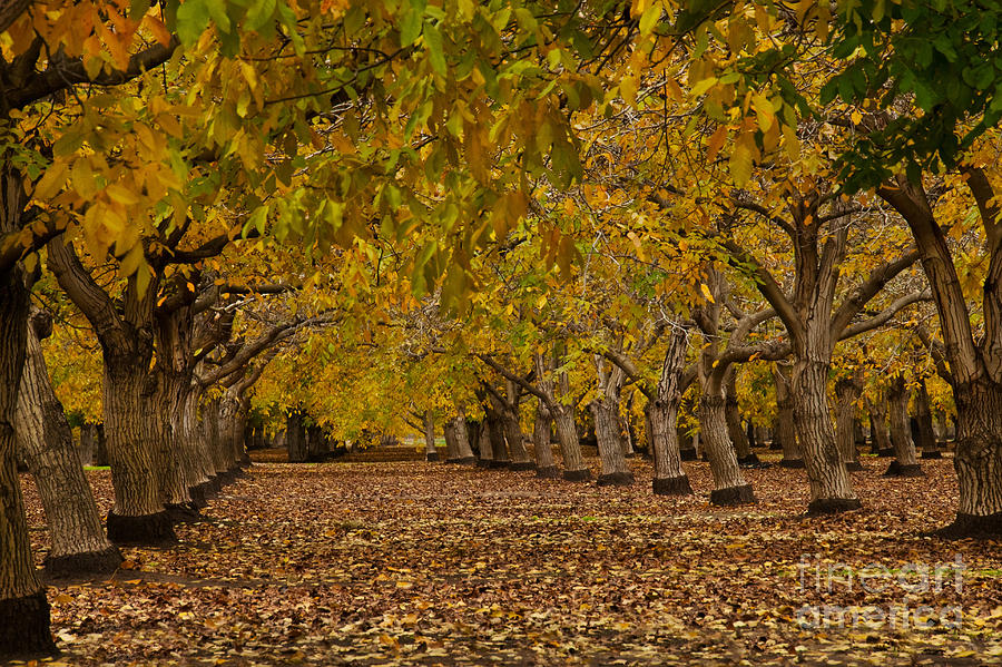 Walnut Orchard Photograph by Ron Sanford