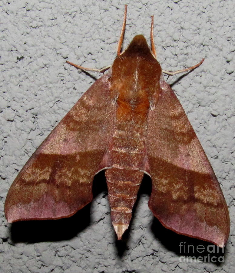 Walnut Sphinx Moth Photograph by Joshua Bales