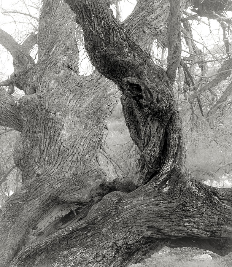 Walnut Tree Detail Photograph by Joseph Smith