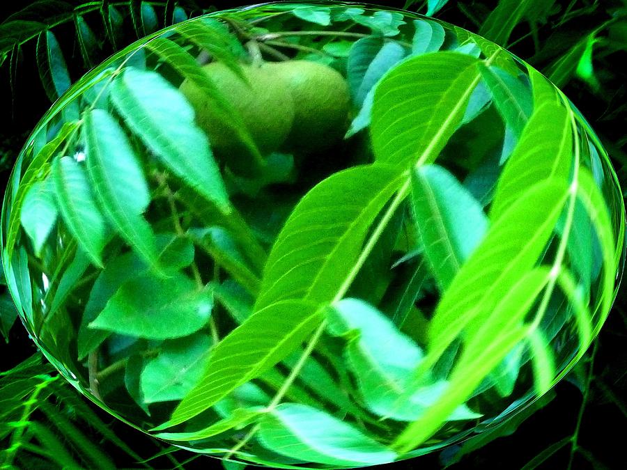 Walnut Tree Drop Digital Art by Stephanie Campbell Fine Art America