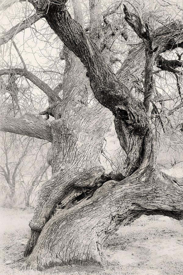 Walnut Tree in Winter Photograph by Joseph Smith