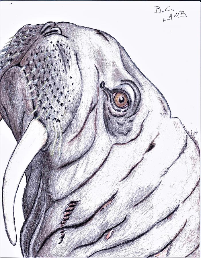 Walrus Drawing by Bryant Lamb Pixels