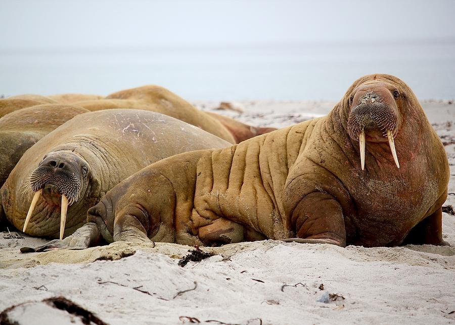 Walrus Family Photograph