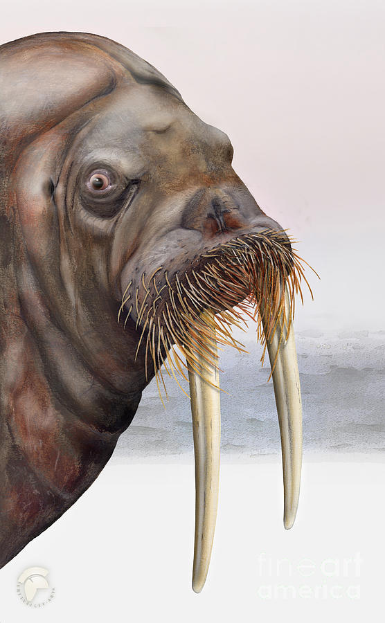 Walrus Odobenus rosmarus - Marine Mammal - Walross Painting by Urft Valley Art  Matt J G  Maassen-Pohlen