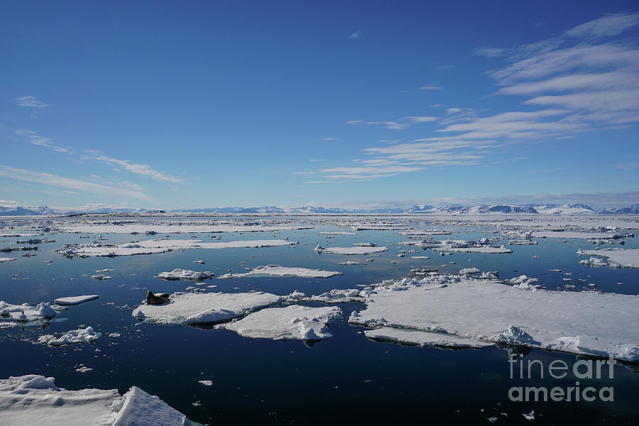 Walrus on Ice Photograph by Brian Kamprath