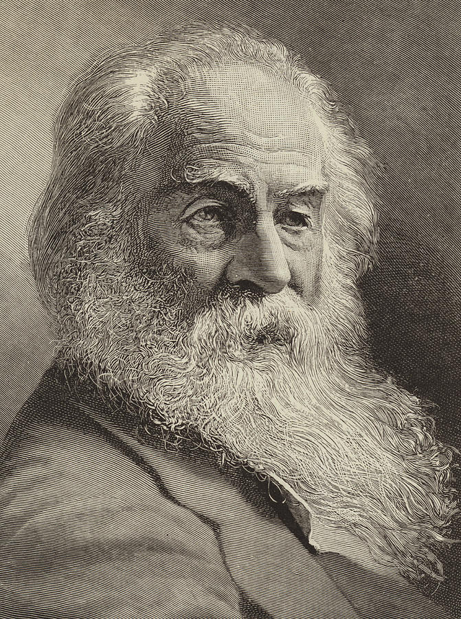 Portrait Drawing - Walt Whitman by American School
