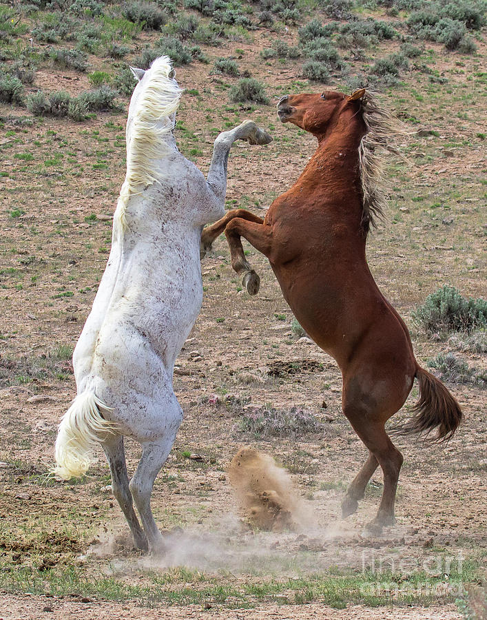Waltz of the Stallions Photograph by Jim Garrison
